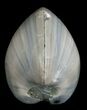 Polished Fossil Clam - Large Size #5265-1